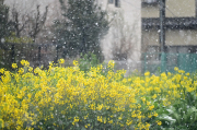 日付が変わってしまいましたが昨日の那須塩原市内です。４月になって雪が降るとは思いませんでした。寒暖の差は激しいですね。