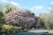 那珂川沿いの鳥野目キャンプ場付近でぼちぼち桜の開花が始まりました。咲いているのは早咲きのヒガンザクラ系のようで、公園の定番であるソメイヨシノはまだ見頃には時期尚早のようでした。