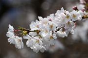 来週末は天気が悪そうなので今週のうちに桜のいい感じの写真を撮っておくか……と南下して桜前線の確認をしてみました。案外開花は進んでおらず、宇都宮で３～５分咲き、栃木市あたりまで行ってようやく満開といったところでした。どうやら降雪を伴う寒気が入ったことで寸止め状態が数日続いているといった感じでしょうか。