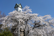 こちらは栃木市の錦着山の桜です。大平山のほうが場所としては有名ですが薄く広く桜があるという風景なので、実は絵になるのは古木がドンと立っているこちらのほうかなと思ってみました。那須からは距離にして約６０ｋｍ。我が家の近傍で見頃になるのは来週くらいかな。