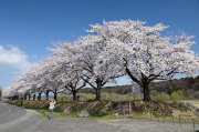 本日の那珂川河畔公園の桜です。ちょうど満開で見頃になっています。天気予報ではこれから雨が降るとのことで、今日のうちに見ておいて正解だった気がします。開花したばかりなので雨に当たっても花落ちは少ないかな……と少々期待♪