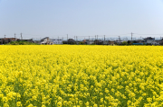 本日の那須塩原駅前の菜の花畑です。駅前道路からちょっと奥まったところにありまして休耕田の再利用のようです。市街地の中に忽然とこんな区画があるのはちょっと面白く、そのうち再開発されてしまいそうですが絵にはなりそうかなと撮ってみました。
