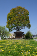 菜の花畑に隣接した子育て地蔵のお堂です。現在の駅前道路は新幹線開通に伴って作られたもので新しく、かつてはこのお堂脇の道路が主要街道でした。ちょうど野辺のタンポポが咲いていて、良い風景になっていました。